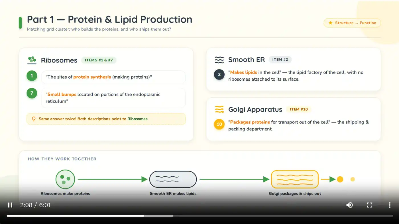 A playable cell-organelles lesson video explaining ribosomes, smooth endoplasmic reticulum, and the Golgi apparatus.